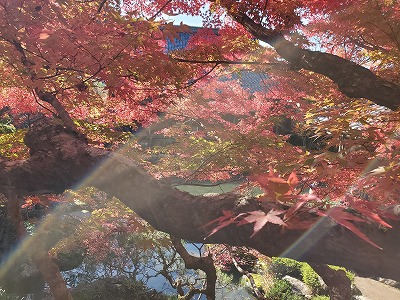 日本の紅葉百選の一つ 湖東三山百済寺 神社に一礼